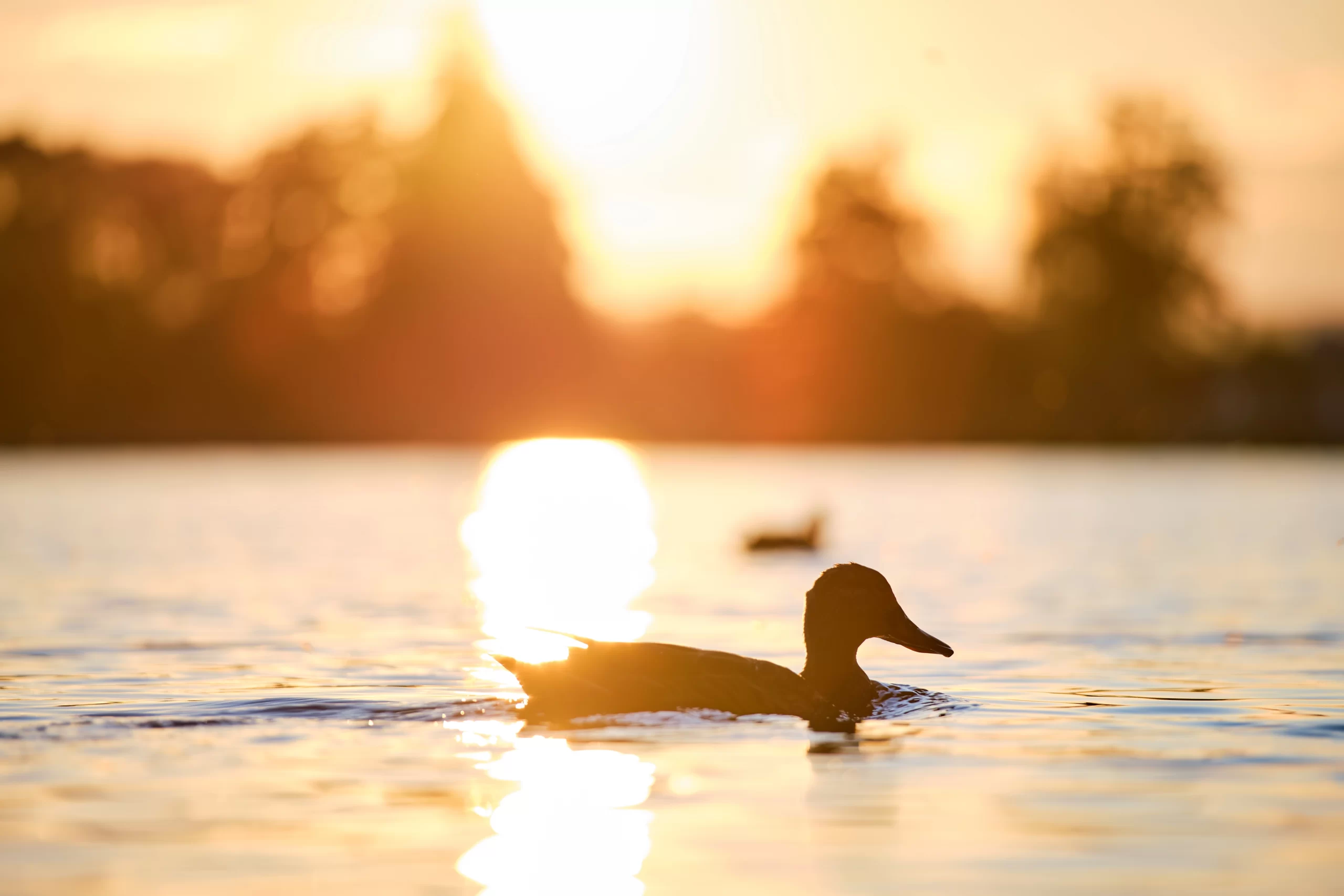wild-ducks-swimming-on-lake-water-at-bright-sunset-2022-02-18-04-42-12-utc