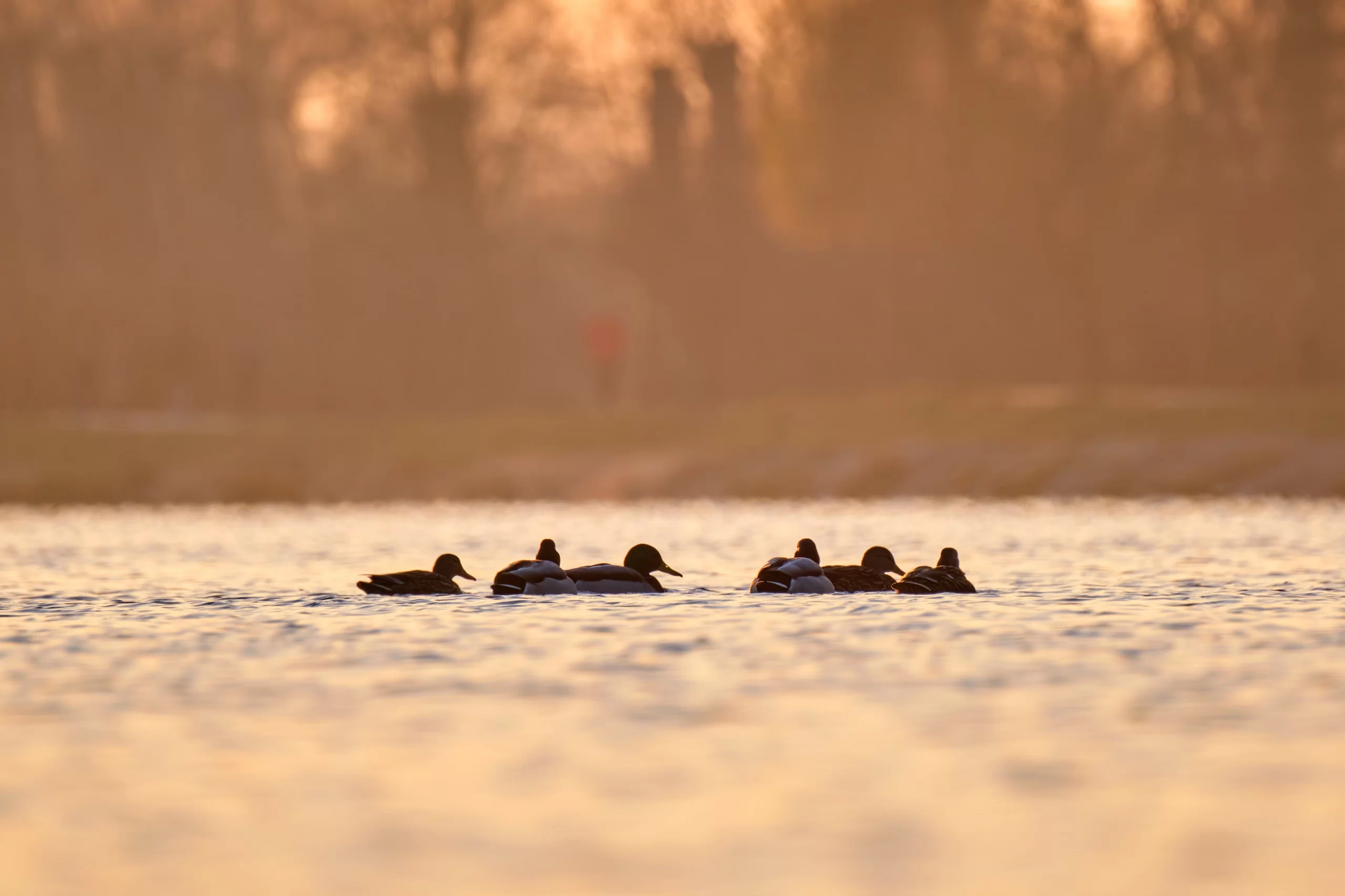 wild-ducks-swimming-on-lake-water-at-bright-sunset-2022-03-30-00-04-11-utc